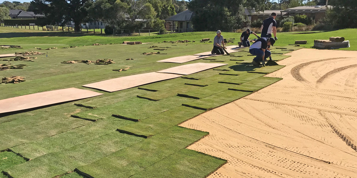 golf course turf and grass