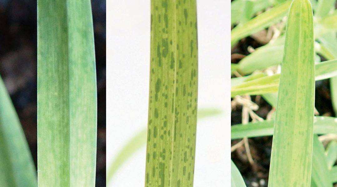 Buffalo Grass Yellowing observed on many turf farms