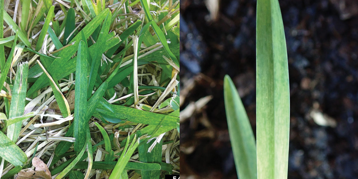 Panicum mosaic virus in turf