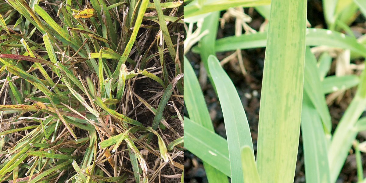 Figure 3. Sugarcane Mosaic Virus