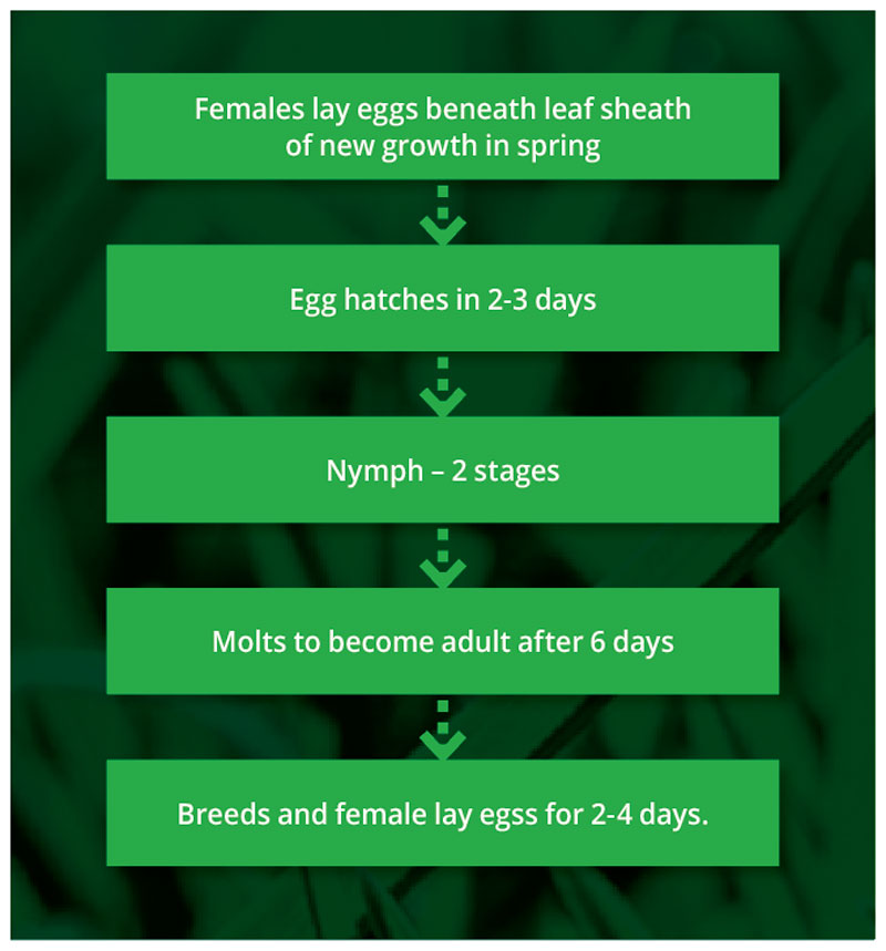 Lifecycle of the Couch Mite