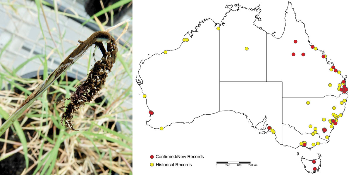 ustilago cynodontis in australia