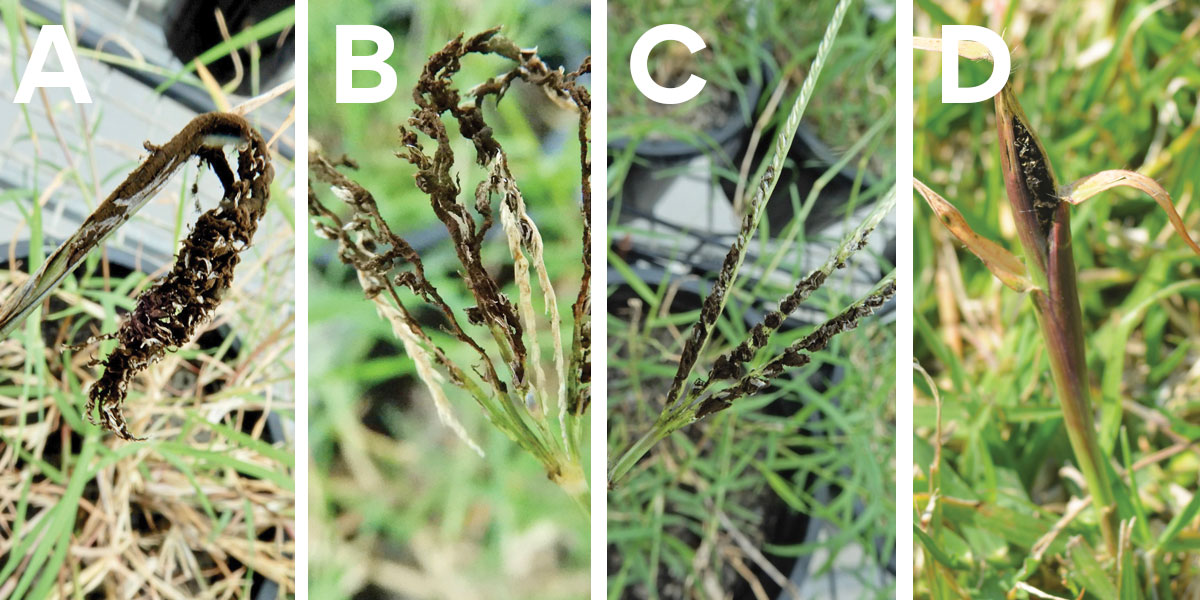 Smutted inflorescences of couch grass 