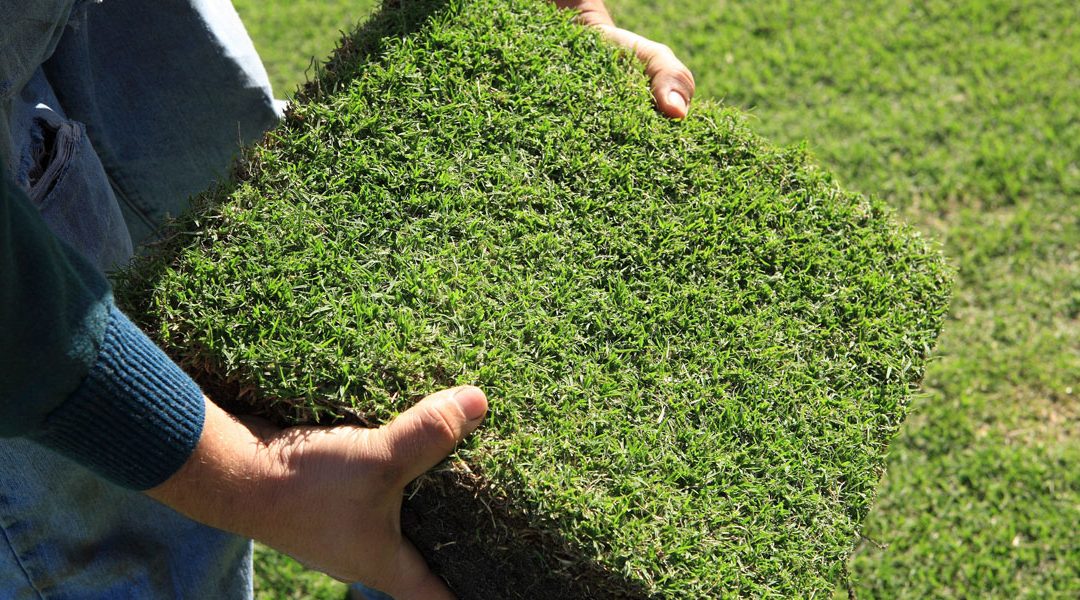 TurfBreed expands its 10-year association with Native Zoysia