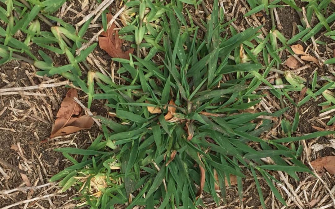 Growers get on top of weeds and stay there