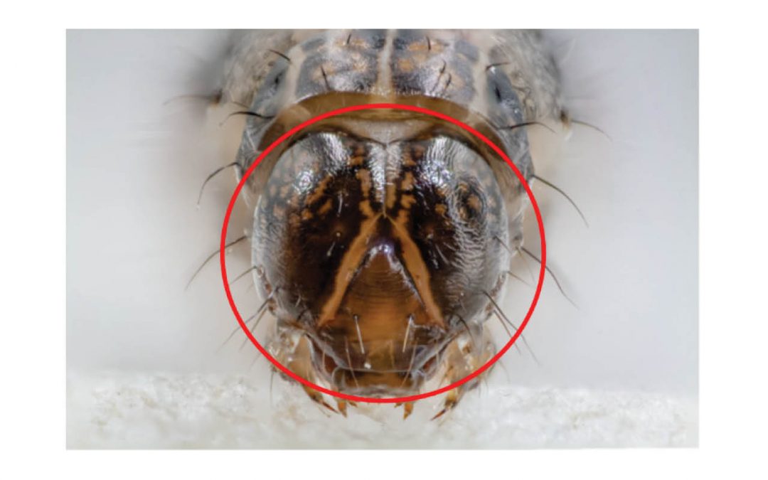 Stopping the march of the Fall Armyworm