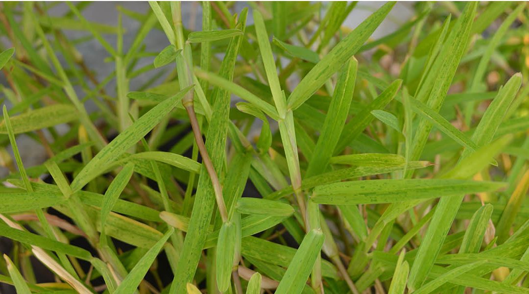 Buffalo Grass Yellows adapting management practices